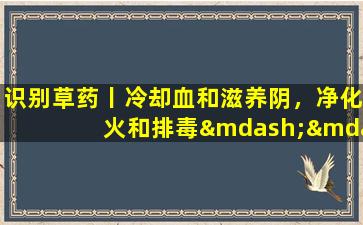 识别草药丨冷却血和滋养阴，净化火和排毒—— Xuanguan